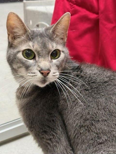 ZULY - Domestic Short Hair available for adoption