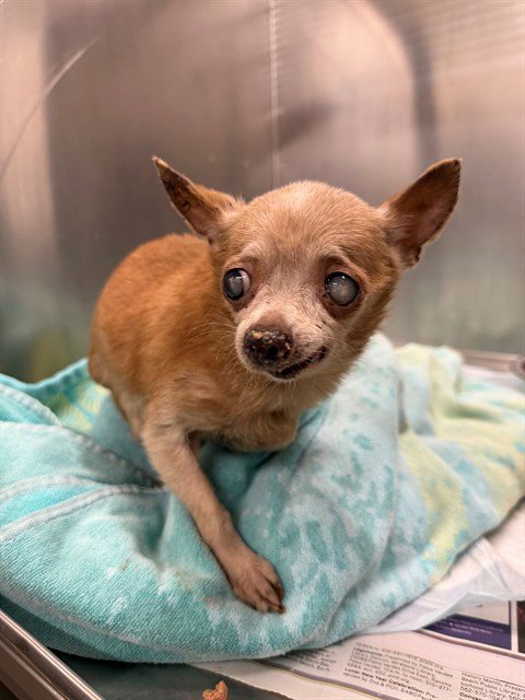 FATIMA - Chihuahua available for adoption