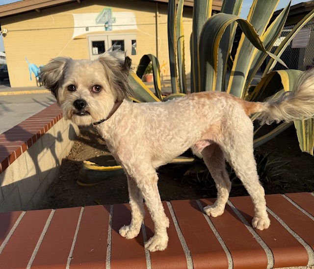 KOPI - Terrier available for adoption