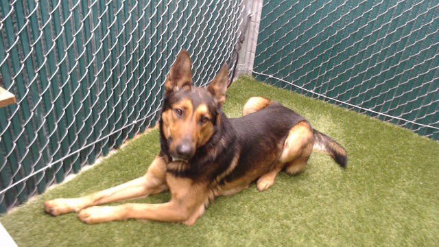 JODRAN - German Shepherd Dog available for adoption