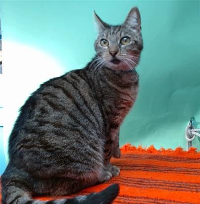 NANA - Domestic Short Hair available for adoption