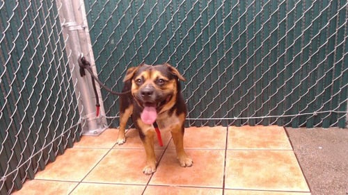 RANGER - German Shepherd Dog available for adoption
