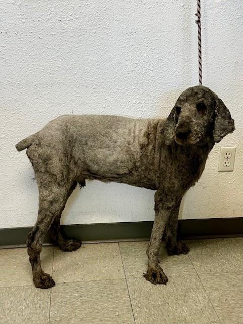 HUMPHREY - Poodle (Standard) available for adoption