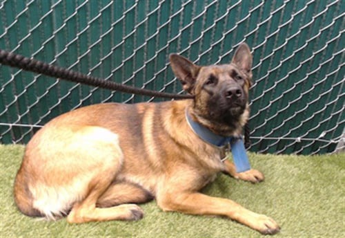 BOO-BOO - Belgian Shepherd Malinois available for adoption