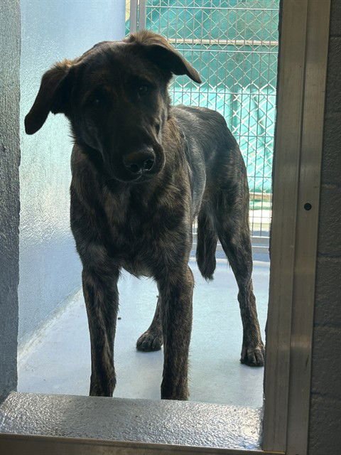 MIKE - German Shepherd Dog available for adoption