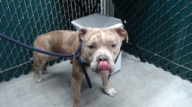 BRIANA - Pit Bull Terrier available for adoption