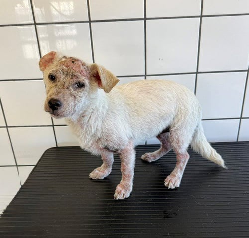 GARBANZO - Chihuahua available for adoption