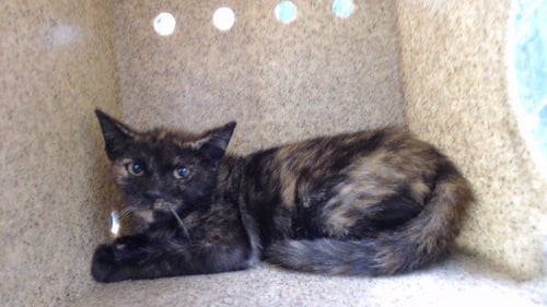 SHAYLA - Domestic Short Hair available for adoption