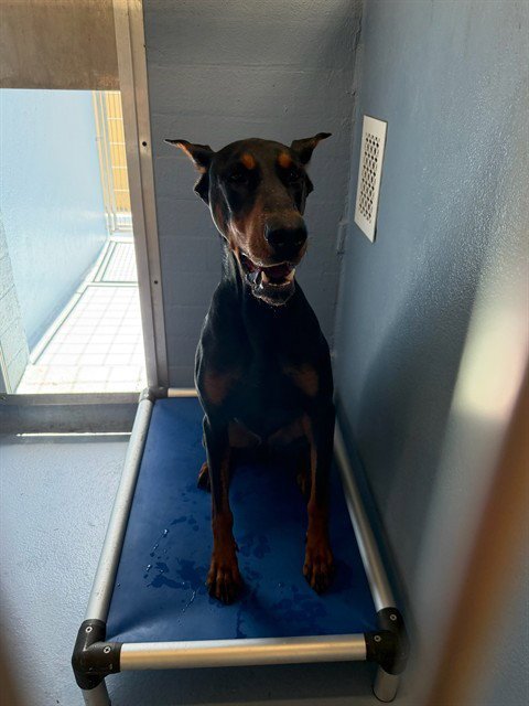 DUKE - Doberman Pinscher available for adoption