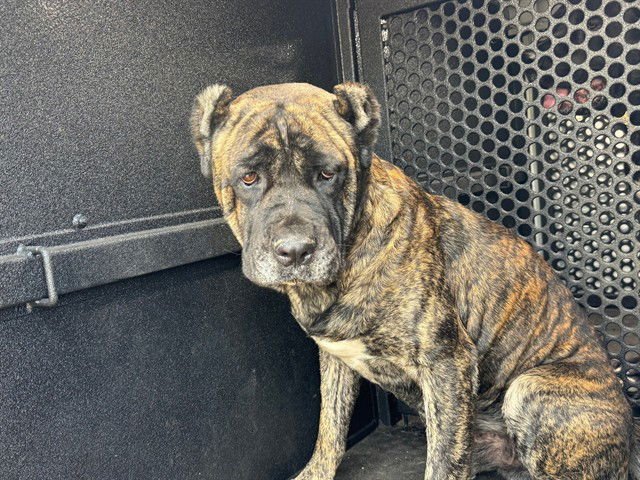NAPOLEON - Cane Corso Mastiff available for adoption