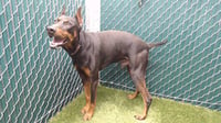 BRUNO - Photo 1