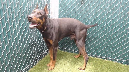 BRUNO - Doberman Pinscher available for adoption