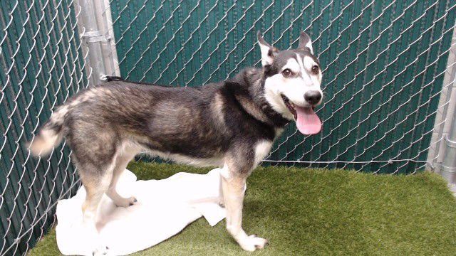 LOKI - Siberian Husky available for adoption