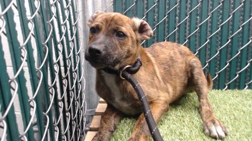TIGER - Chihuahua / Terrier available for adoption