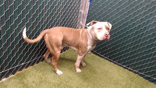 CLYDE - Pit Bull Terrier available for adoption