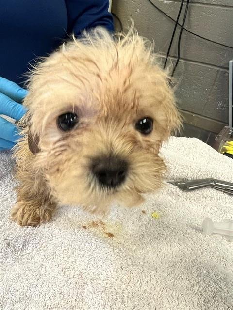 A5761895 - Terrier available for adoption