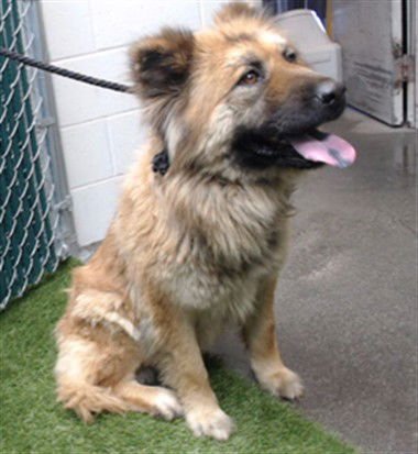 FOXY - Chow Chow available for adoption