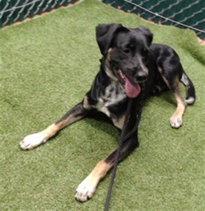 OSLO - German Shepherd Dog available for adoption