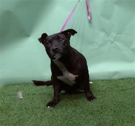 OREO - Pit Bull Terrier available for adoption