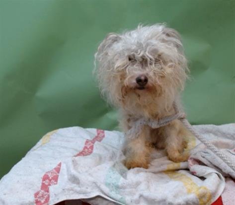 A5747245 - Maltese available for adoption