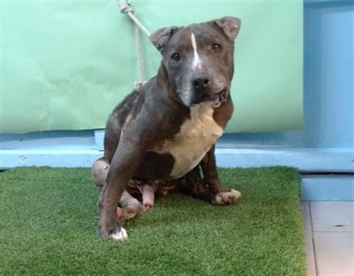 BEAR - Pit Bull Terrier available for adoption