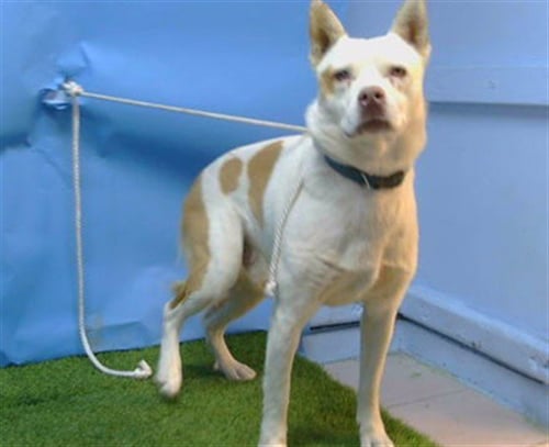 CHAMP - Australian Cattle Dog/Blue Heeler / Golden Retriever available for adoption