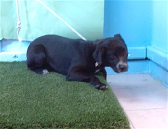 DOLLY - Labrador Retriever available for adoption