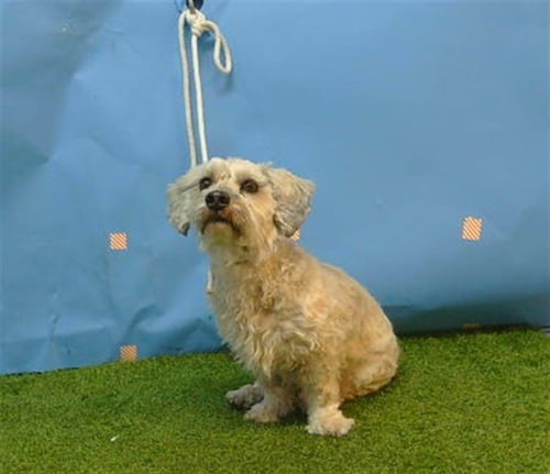 HARRY - Lhasa Apso available for adoption