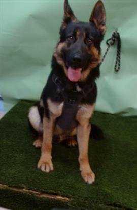 POLO - German Shepherd Dog / Rottweiler available for adoption