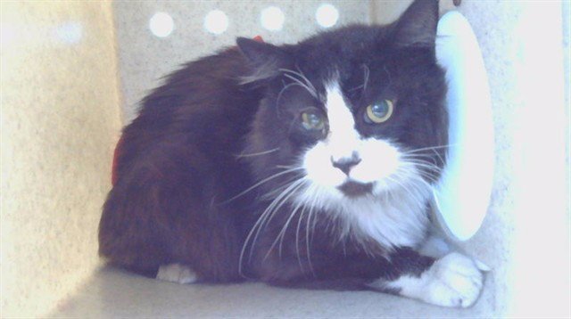 MITTENS Image
