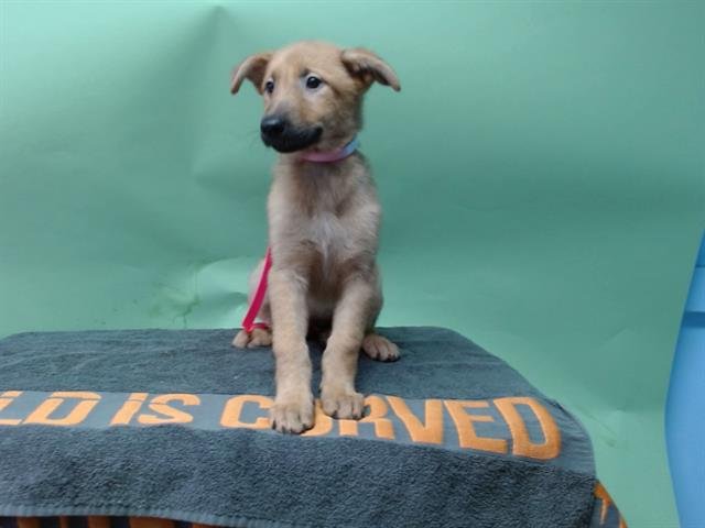 STAR - Belgian Shepherd Malinois available for adoption