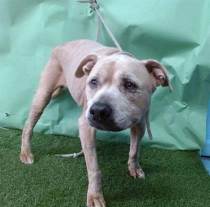 HONEY - Pit Bull Terrier available for adoption