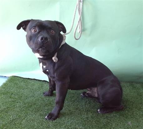 PAPAS - Staffordshire Bull Terrier available for adoption