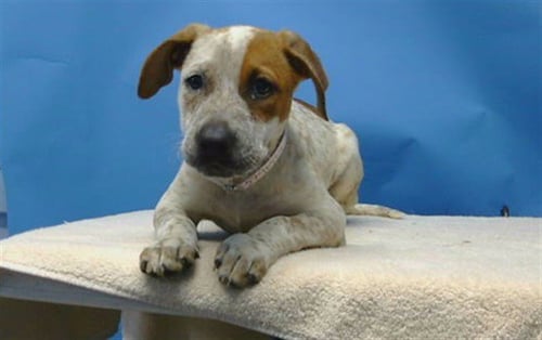 A5796474 - Pit Bull Terrier available for adoption