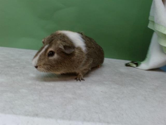 WOLFIE - Guinea Pig available for adoption