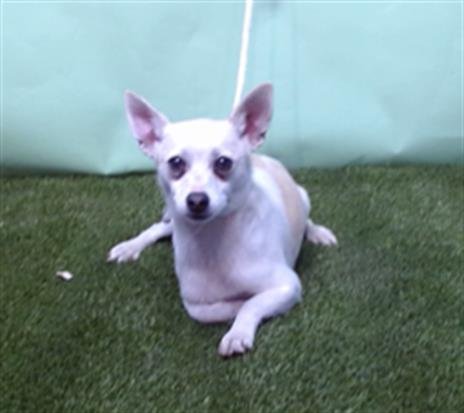 MUGSY - Chihuahua available for adoption