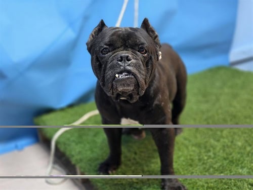 ONYX - Staffordshire Bull Terrier available for adoption