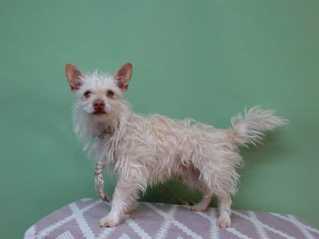 DOUG - Chihuahua available for adoption