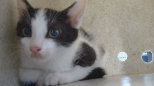 A5796639 - Domestic Short Hair available for adoption