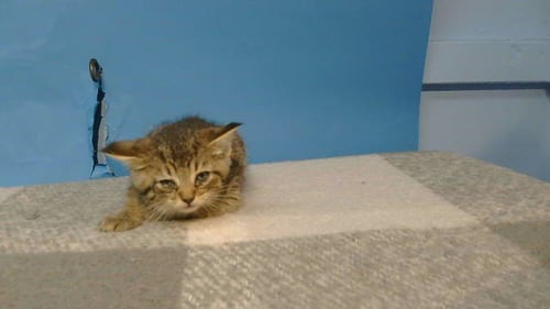 JOY - Domestic Short Hair available for adoption