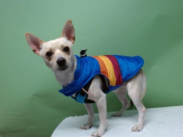 STANLEY - Chihuahua available for adoption