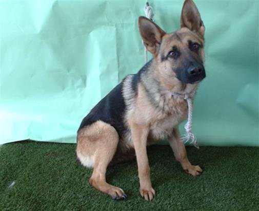 BROOKE - German Shepherd Dog available for adoption