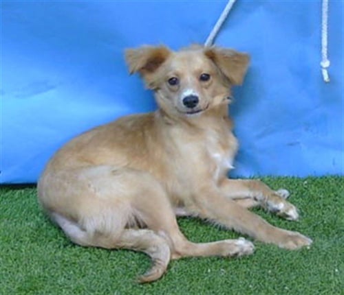 NUTELLA - Chihuahua available for adoption