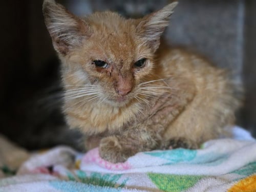 A5795670 - Domestic Short Hair available for adoption