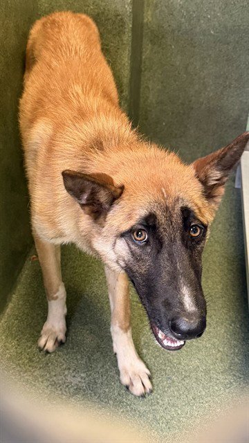 A5799222 - Belgian Shepherd Malinois available for adoption