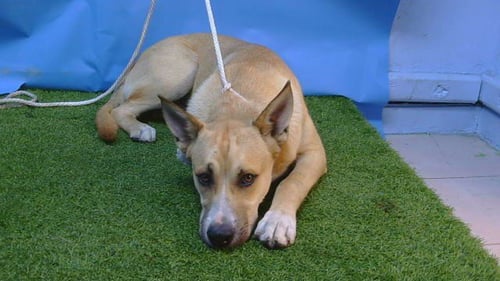 SOLOVINO - German Shepherd Dog available for adoption