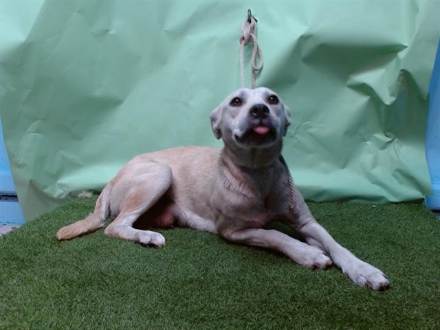 PARIS HEELTON - German Shepherd Dog / Labrador Retriever available for adoption