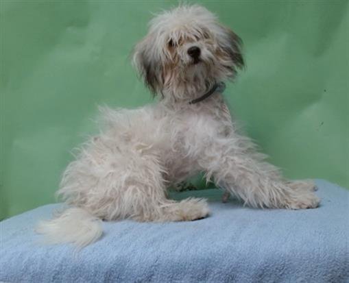 A5747754 - Maltese available for adoption