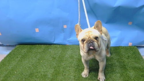 A5781365