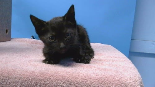 A5789884 - Domestic Short Hair available for adoption